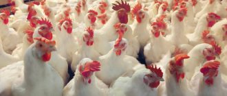 Обложка записи